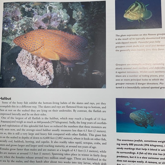 Large coffee table size hardcover educational book Giants of the Sea - Picture 8 of 9